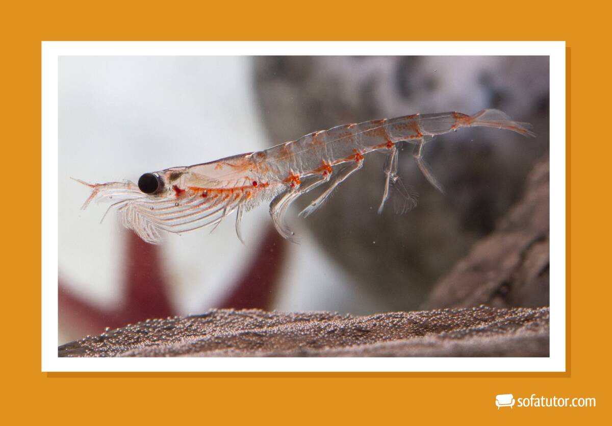Krill Krill