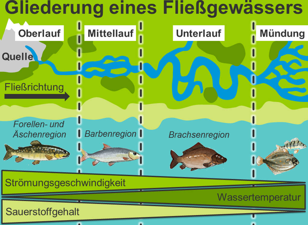 Fließgewässer - Gliederung