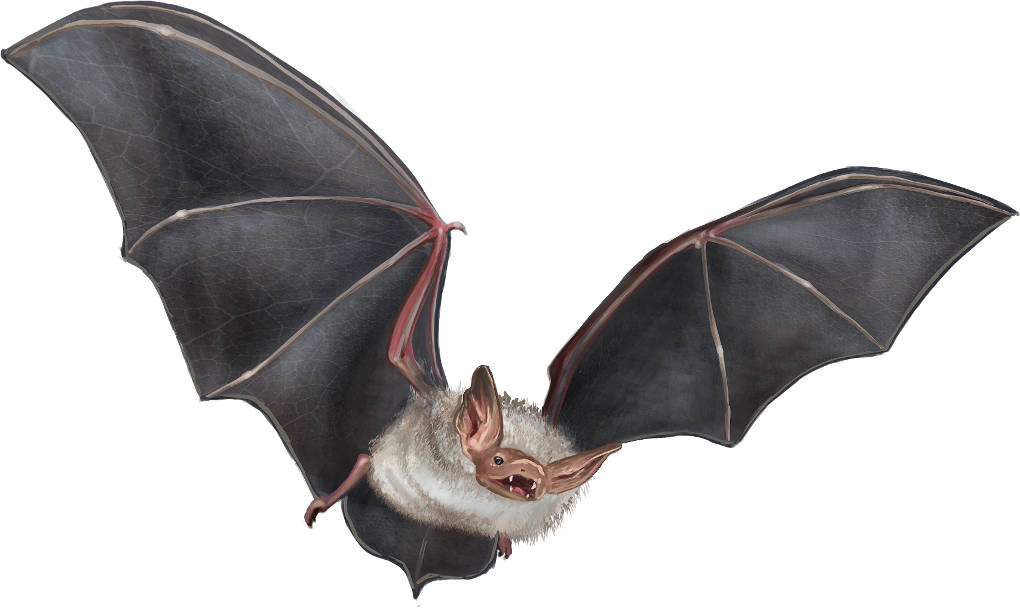 Fledermaus
