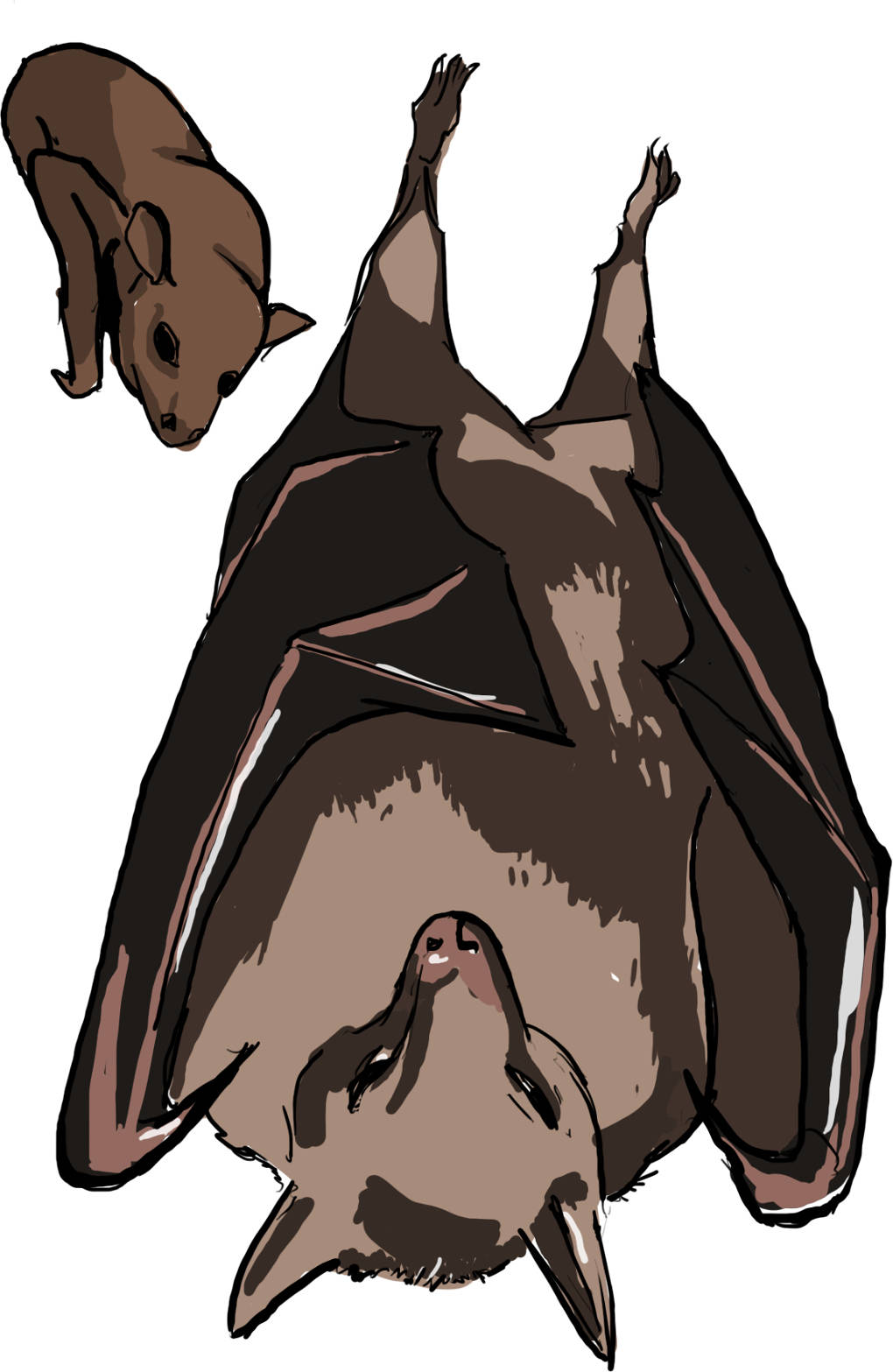 Fledermaus mit Säugling