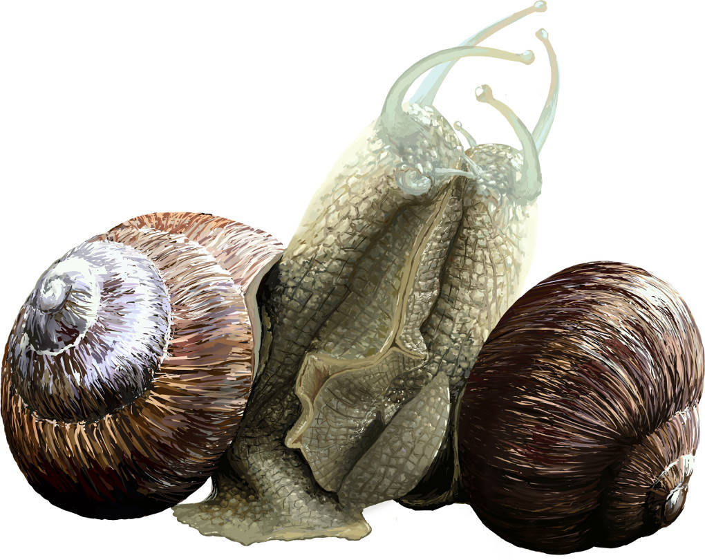 Paarungsverhalten von Schnecken