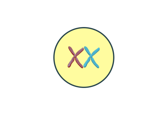 Meiose-Animation.gif
