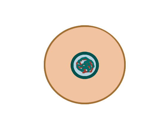 Zellteilung_Animation.gif