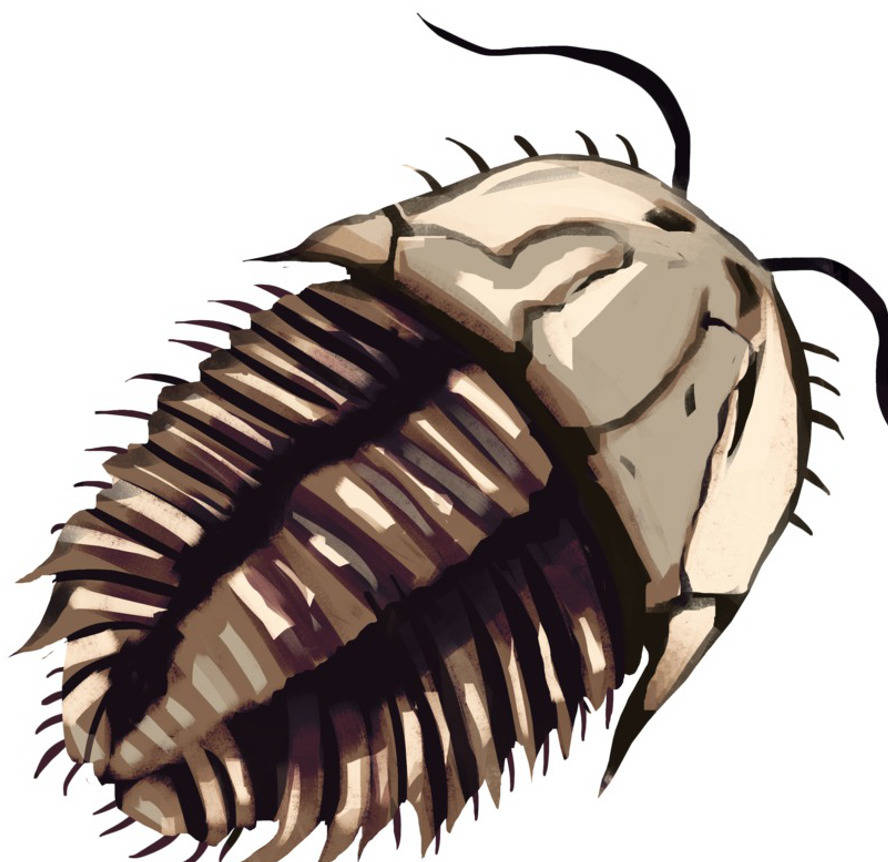 Trilobit.jpg