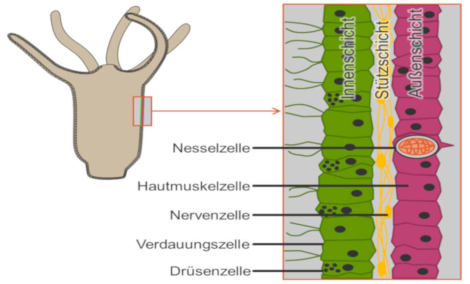 Aufbau des Süßwasserpolyps