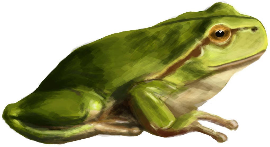 Froschk.jpg