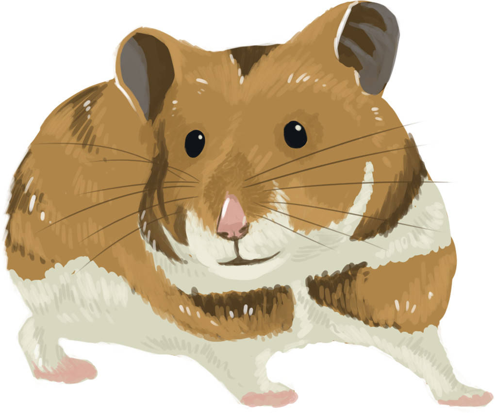 Hamster