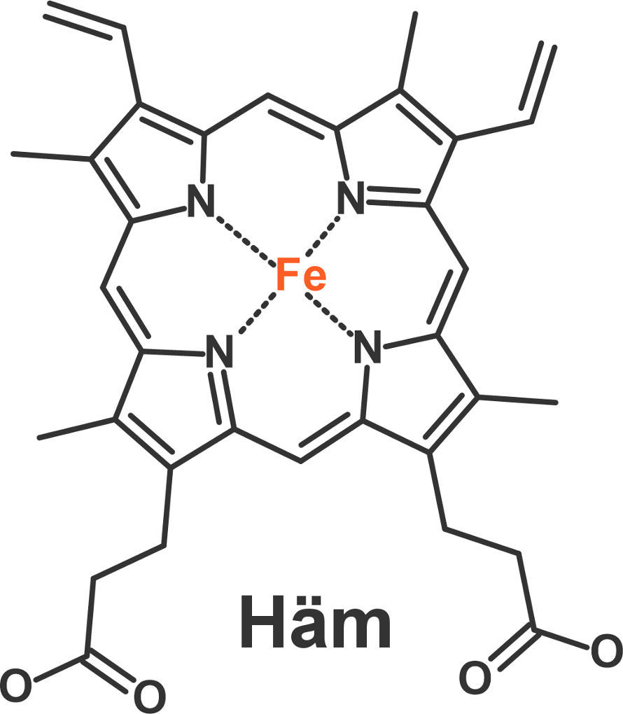 hämoglobin.jpg