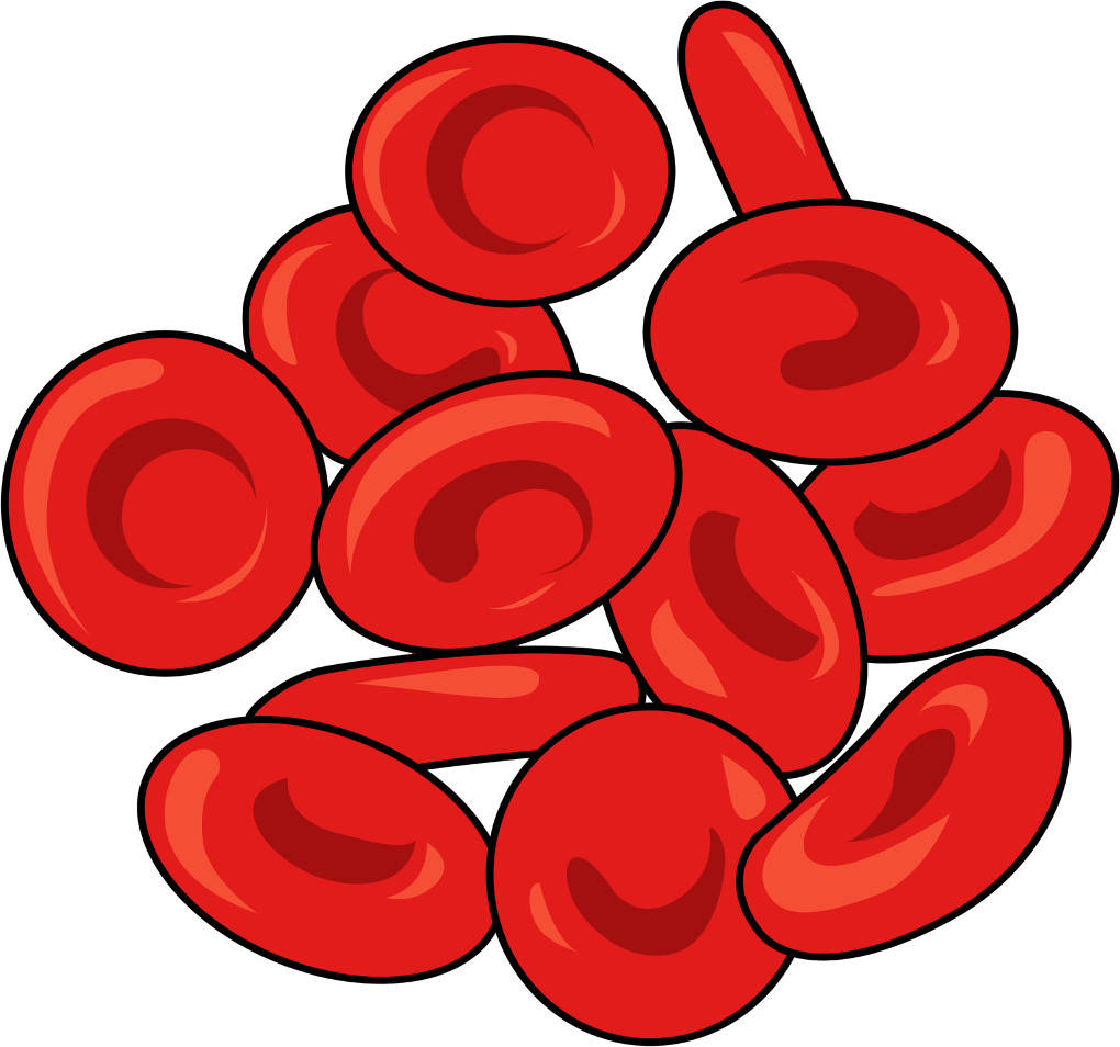 erythrozyt.jpg