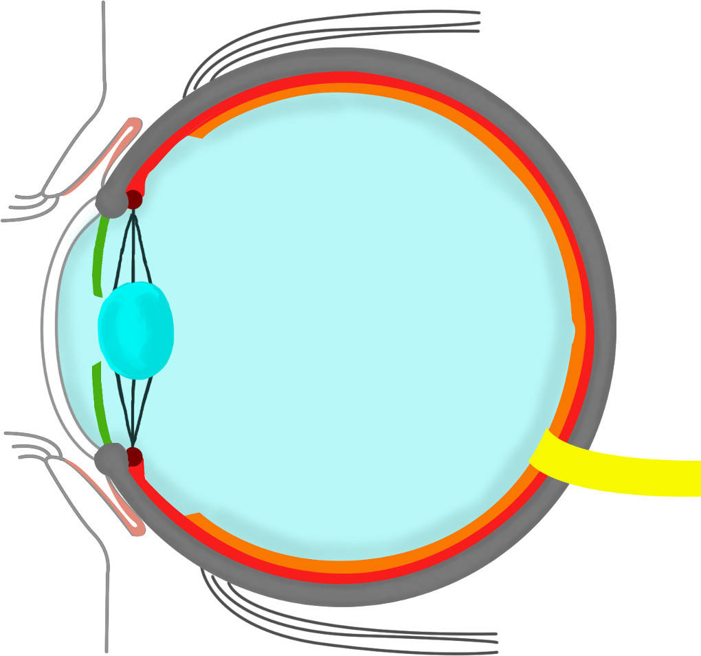 auge.jpg