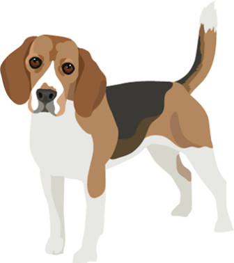 Beagle.jpg