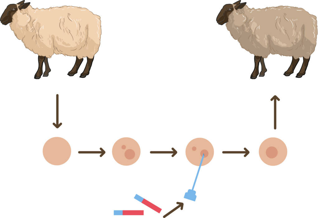 Gentransfer