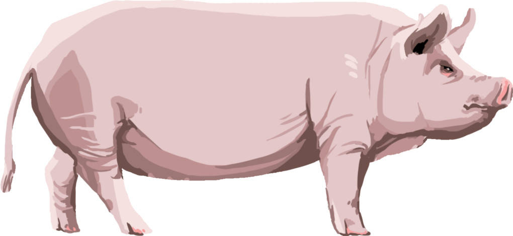 Schwein