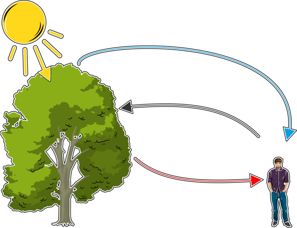 Kreislauf Atmung und Fotosynthese