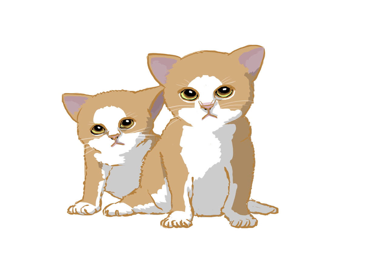 Katzenjunge
