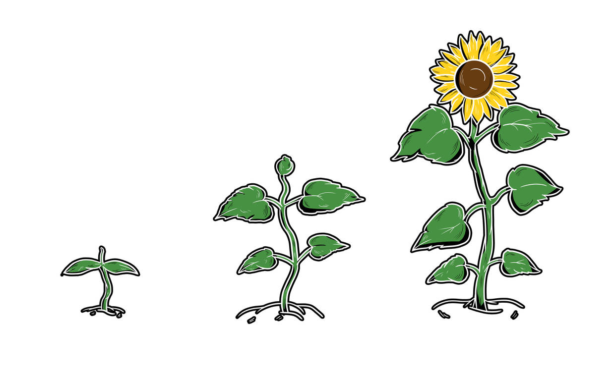 Sonnenblume