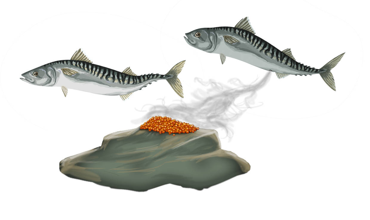 Eibefruchtung_bei_Fischen.jpg