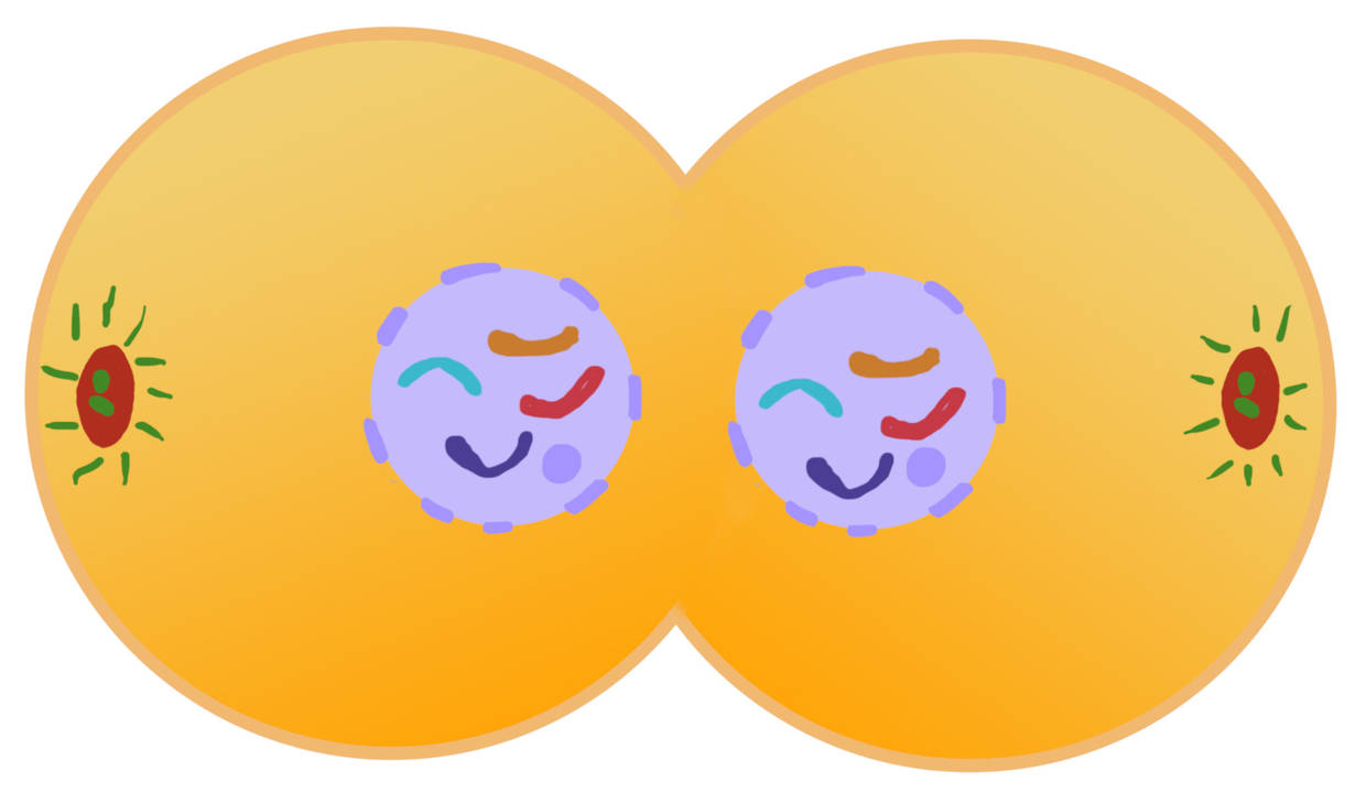 Telophase