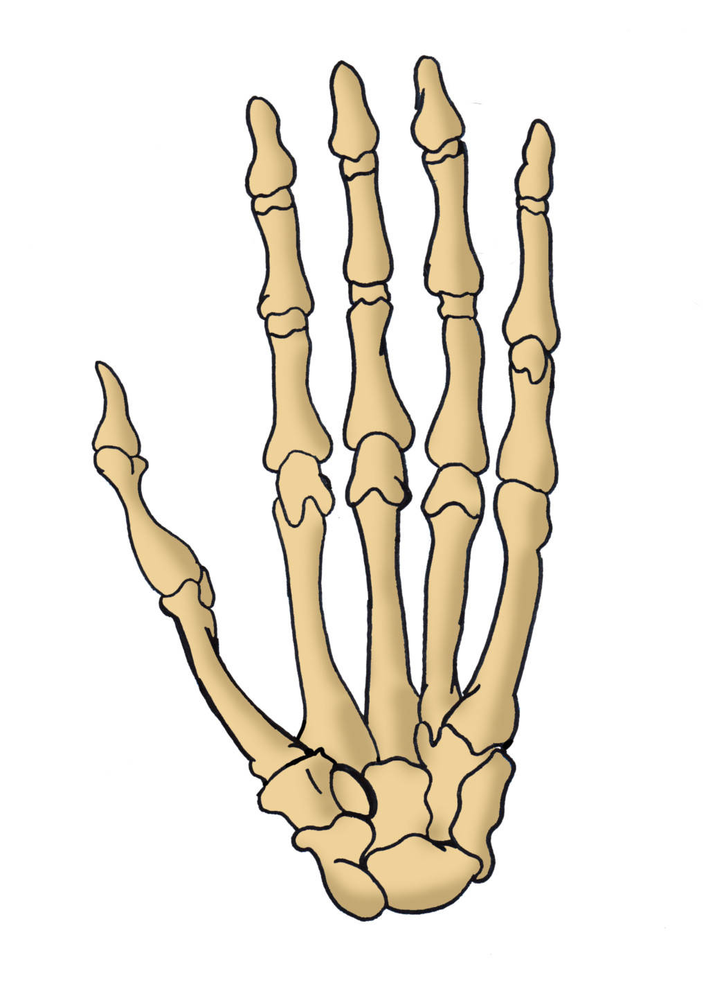 Knochenhand.jpg