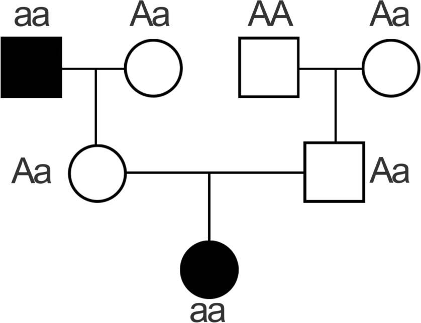 Stammbaumanalyse