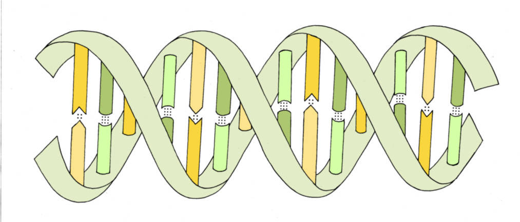 DNA-Doppelhelix