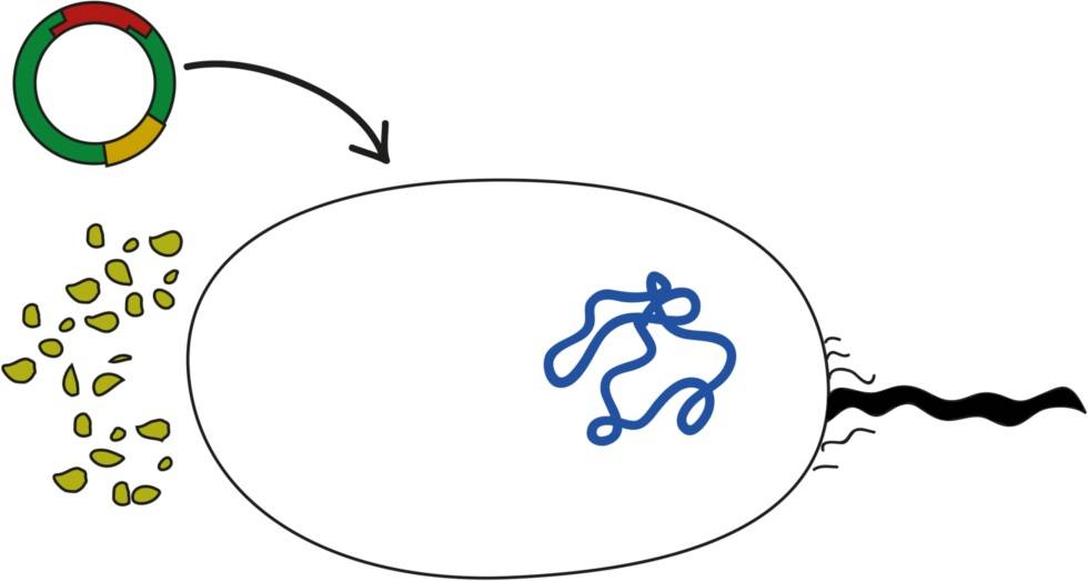 Transformation – das Bakterienplasmid mit dem gewünschten DNA-Abschnitt wird mittels Transformation in die Bakterien eingebracht.jpg