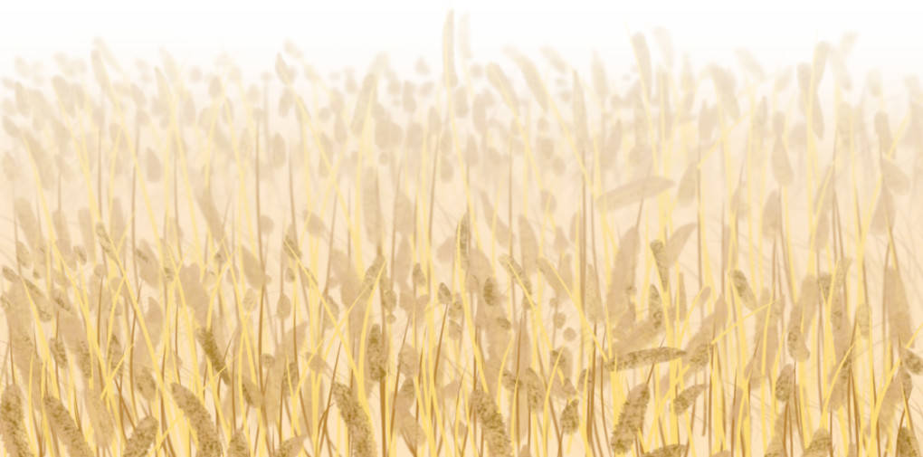 Kornfeld