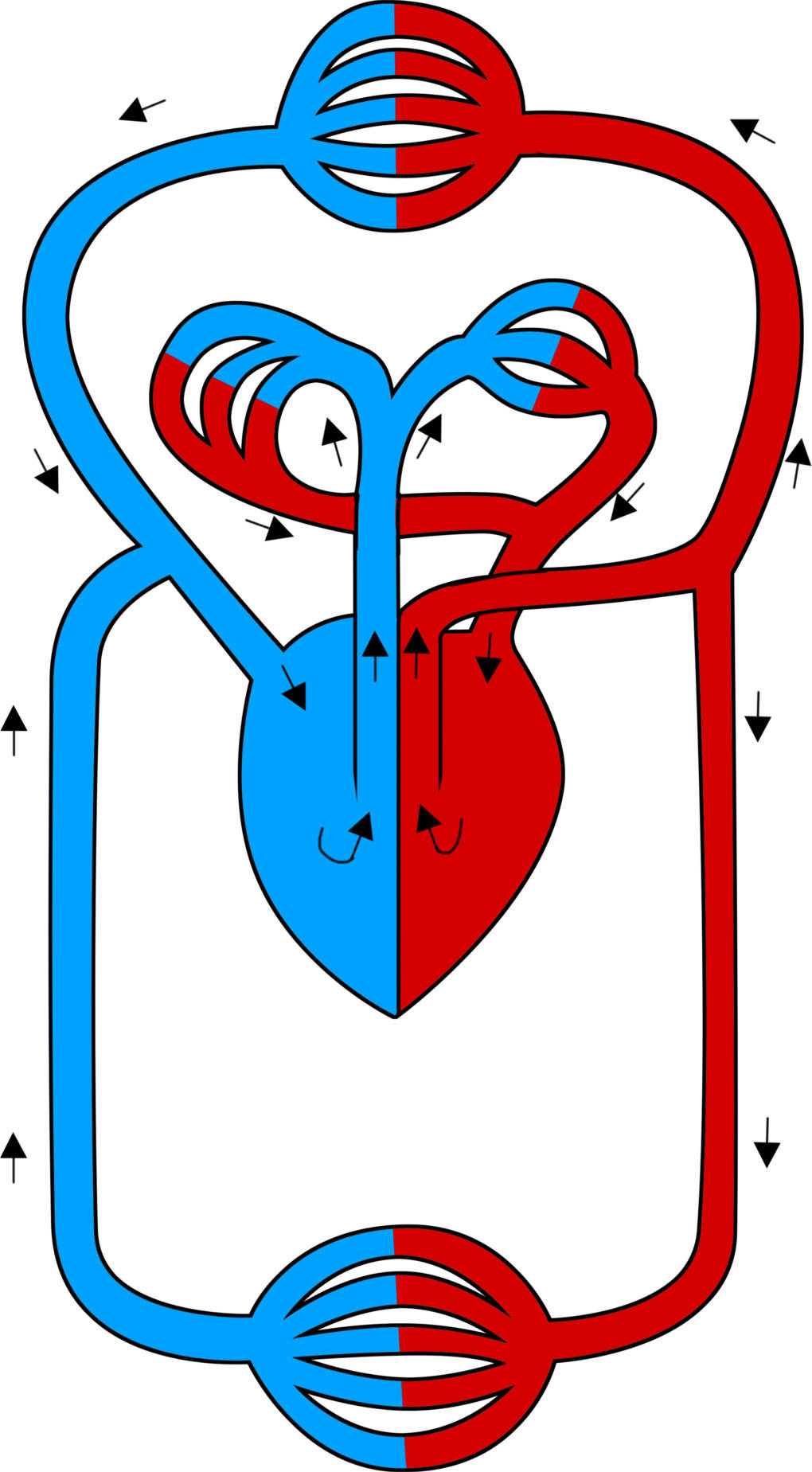 Herz Kreislauf System Einfache Erklärung Herz & Blutkreislauf im Überblick I Biologie online lernen
