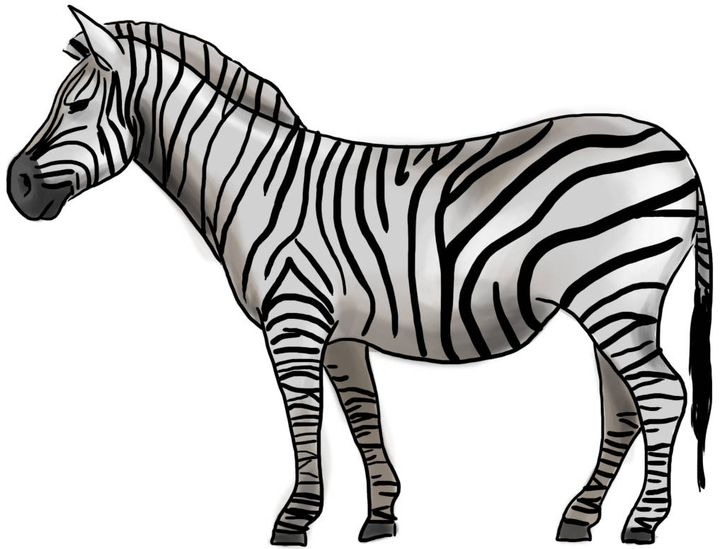 Zebra(1).jpg