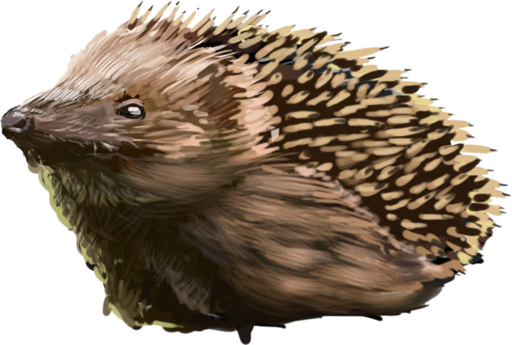 Igel
