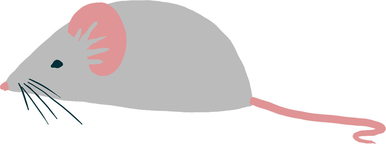 mouse.jpg