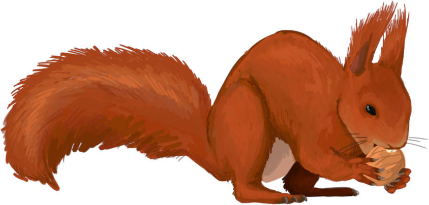 Eichhörnchen