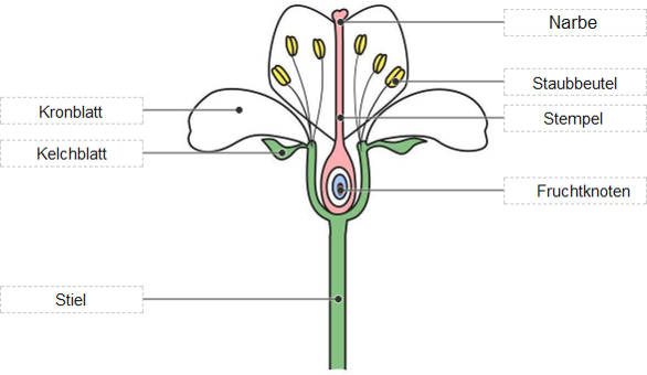 Querschnitt Kirschblüte