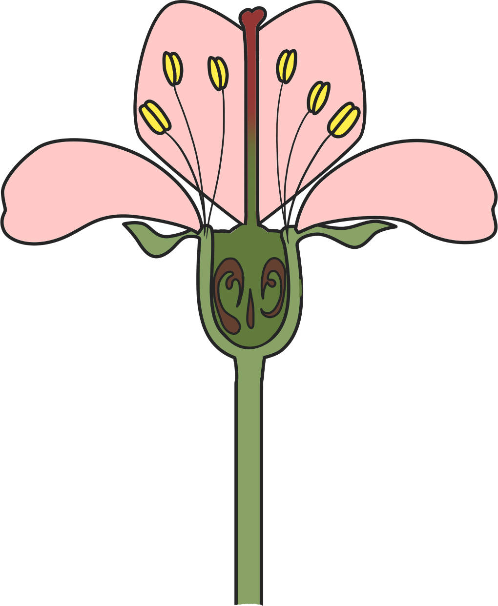 Kernobstblüte Aufbau