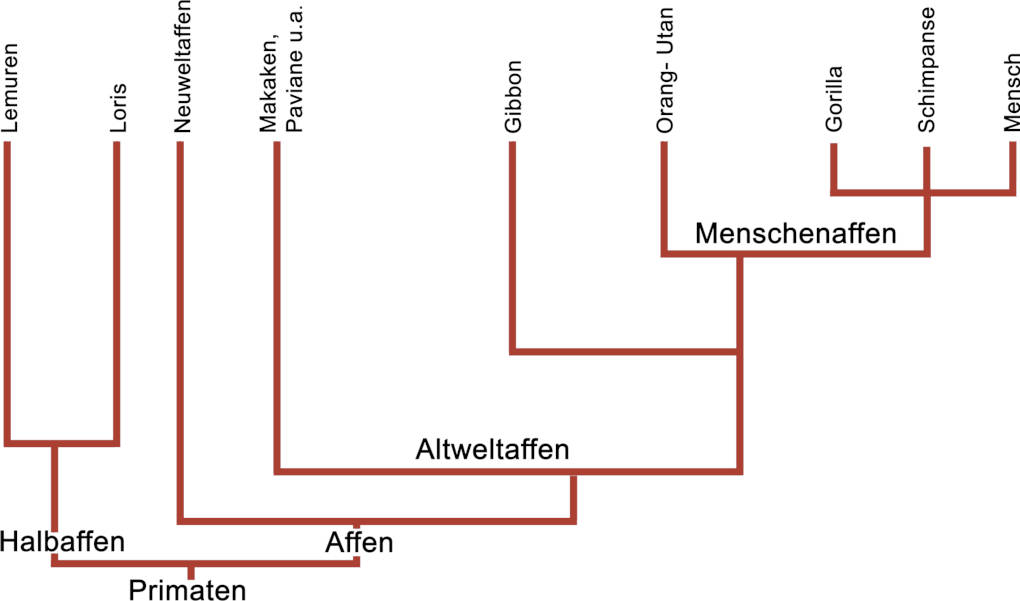 Stammbaum