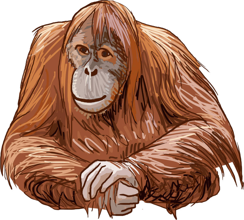 Orang-_Utan