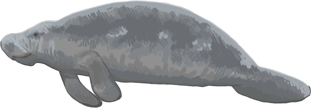 Manatee