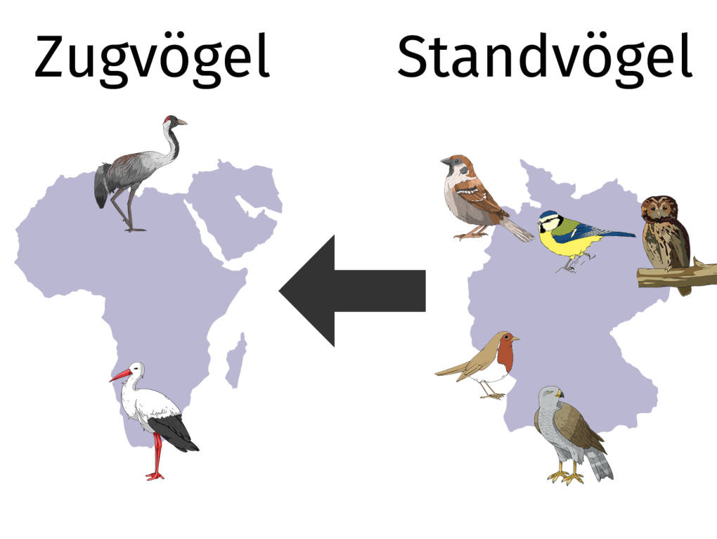 Zug-und Standvögel Übersicht