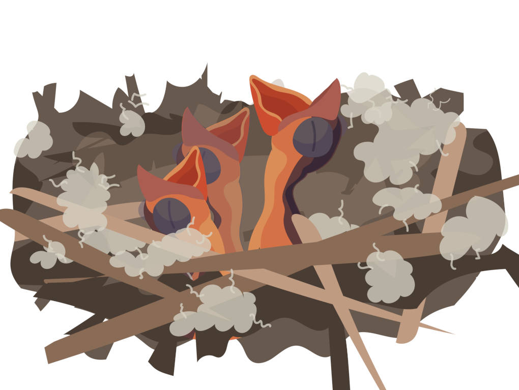 Küken im Nest