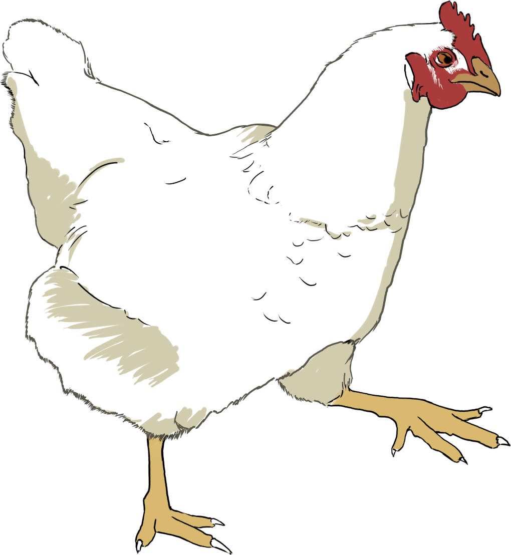 Huhn