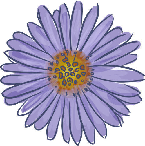 Aster