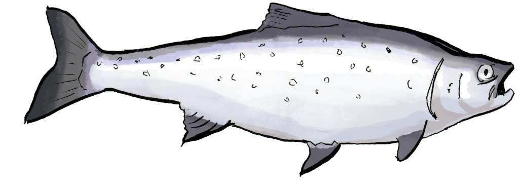 Lachs