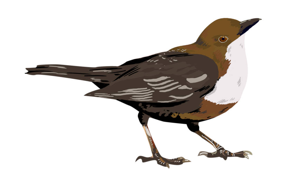 Wasseramsel