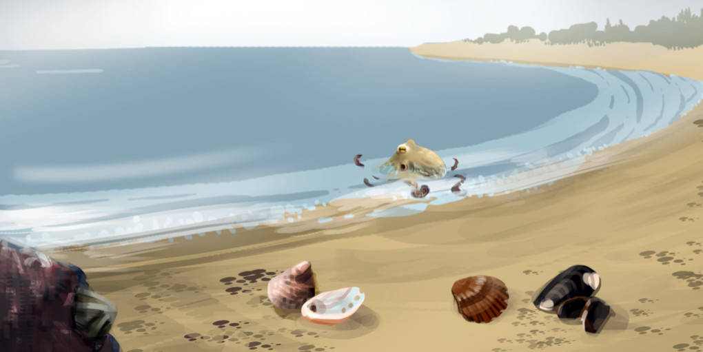 strand_muscheln.jpg