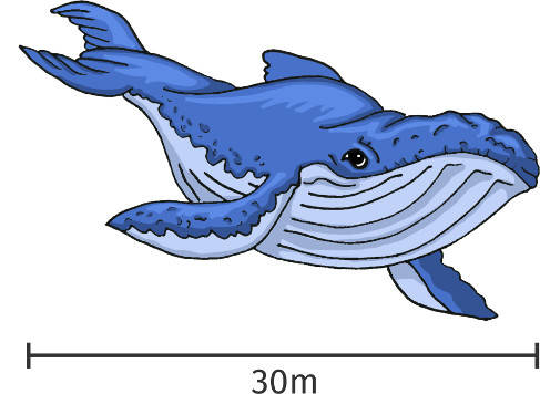 Blauwal