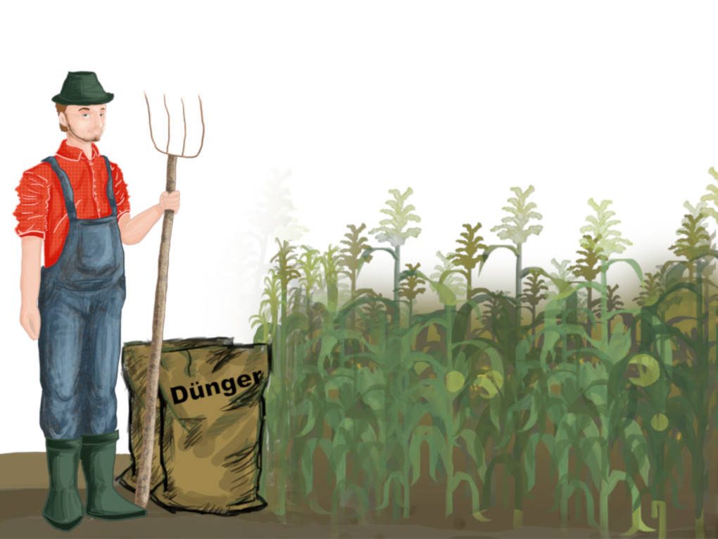 Landwirt mit Dünger und Maispflanzen