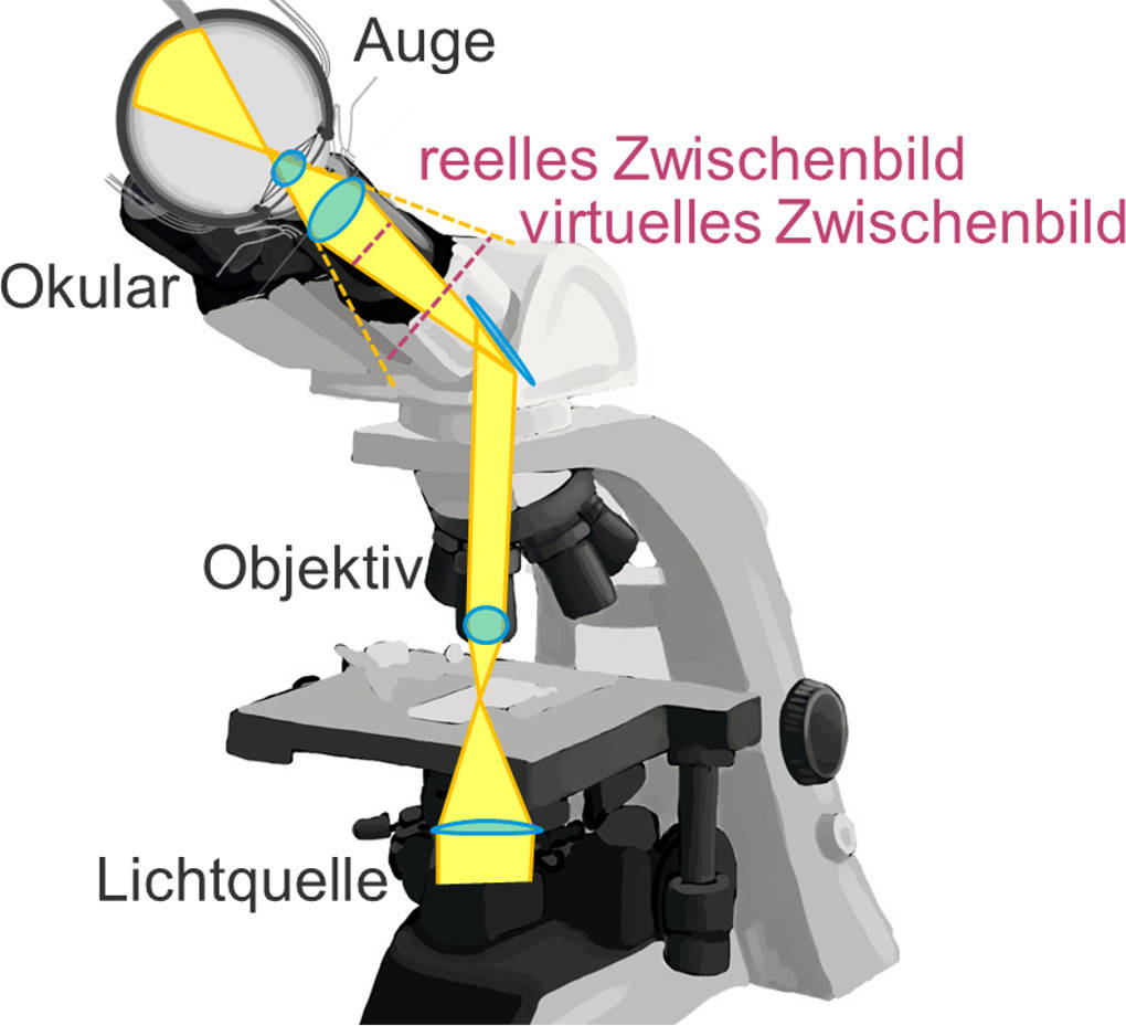 Die Strahlengänge im Lichtmikroskop