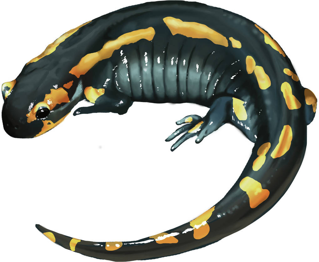Gefleckter Feuersalamander.jpg