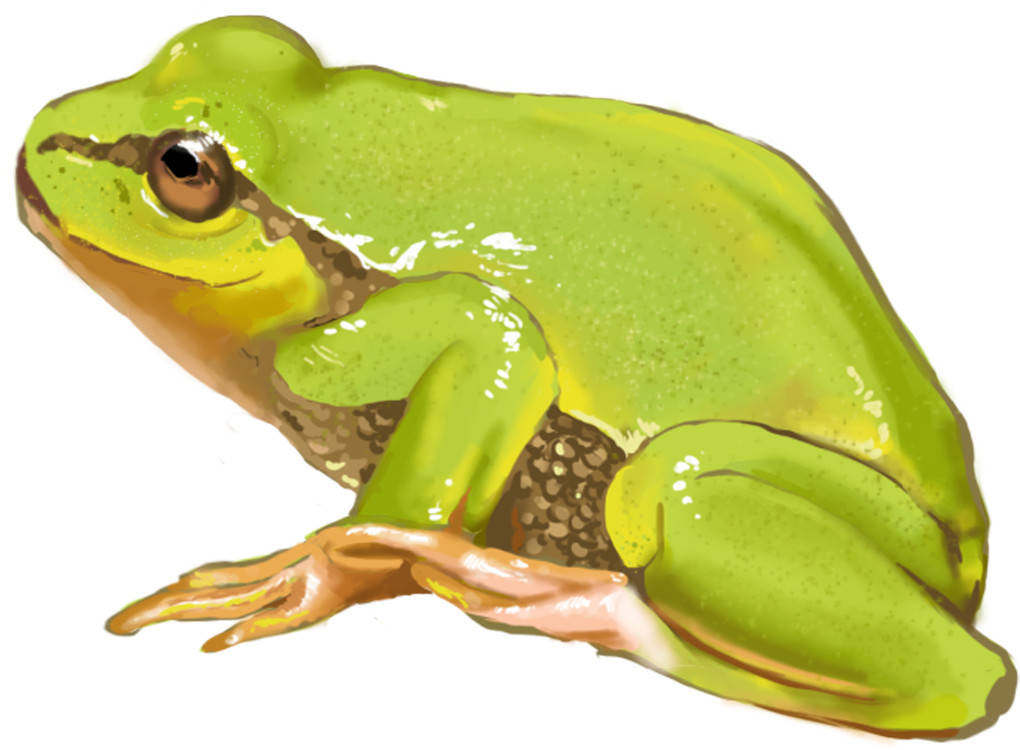 Laubfrosch.jpg