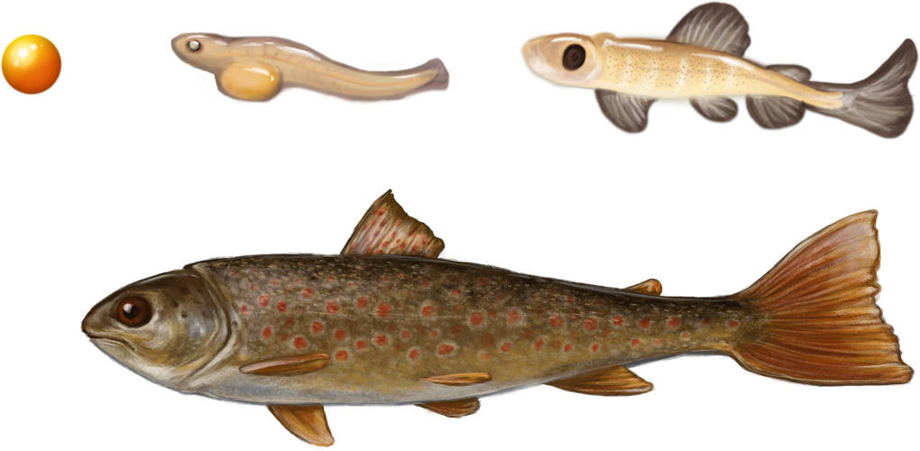 Entwicklung der Fische.jpg